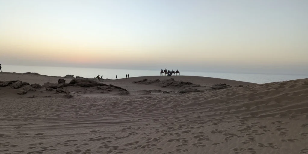 chameaux dunes timlalin