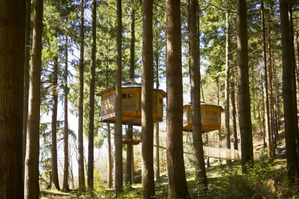 hébergement forêt vacances nature idées voyages famille