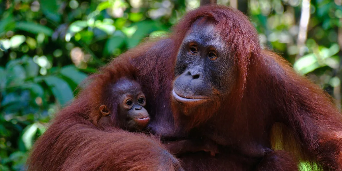 tanjung puting national park
