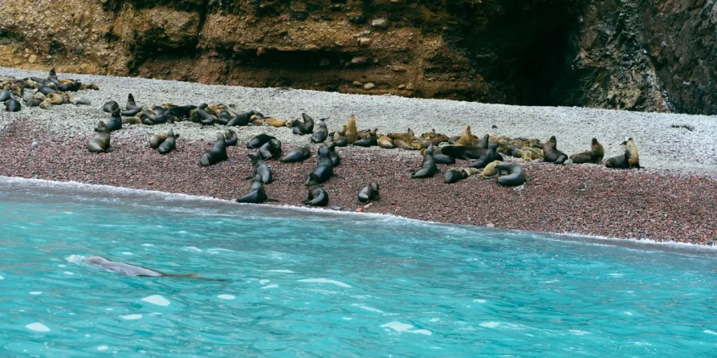 iles ballestas otaries