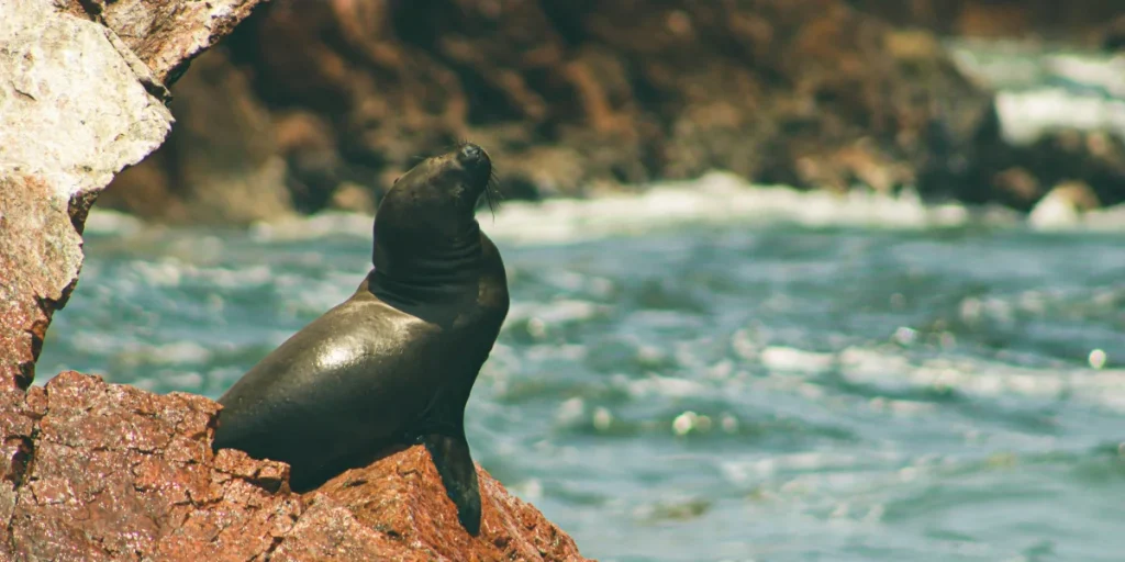 otarie paracas perou