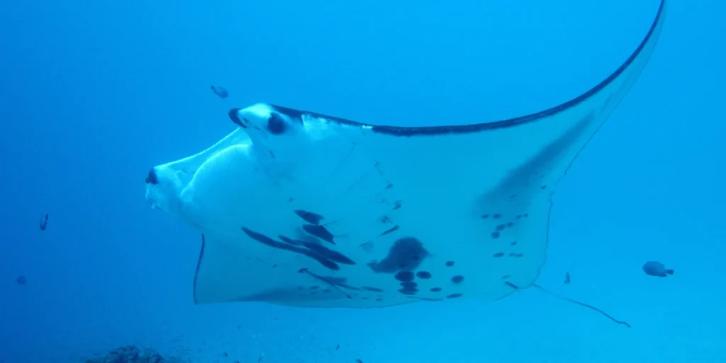 poisson raie anja ampat