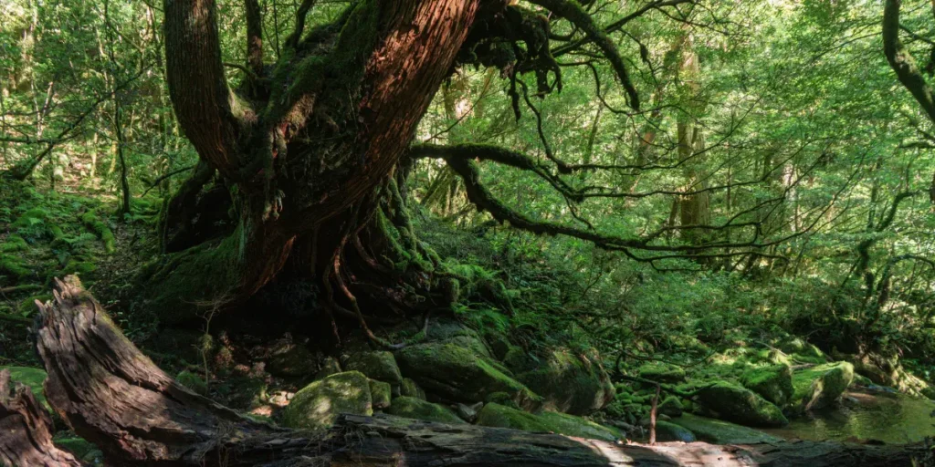 foret yakushima